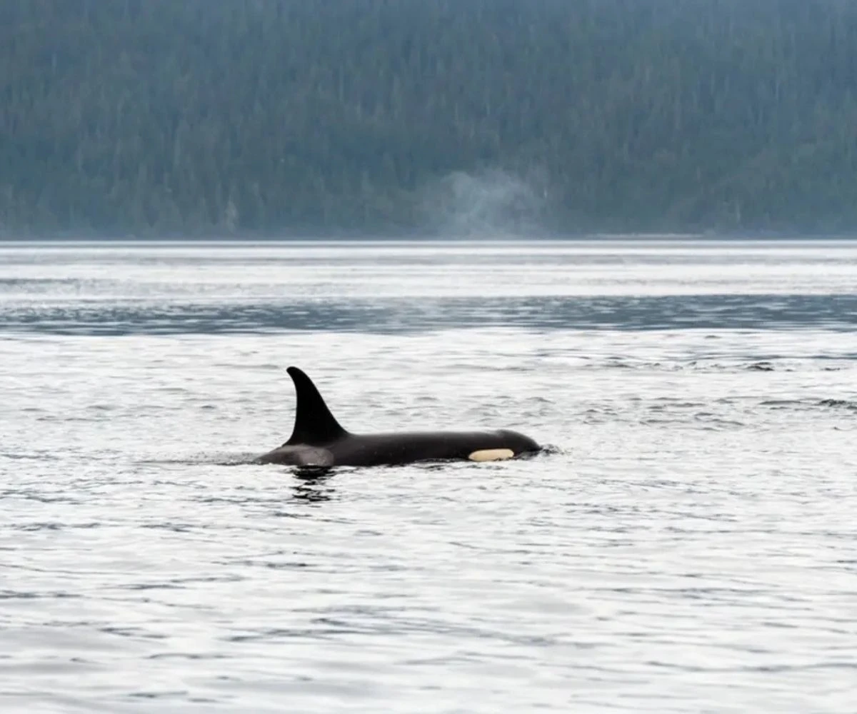 Avistamiento de ballenas. Salidas desde Inner Harbour, Vancouver-Victoria, Canadá.