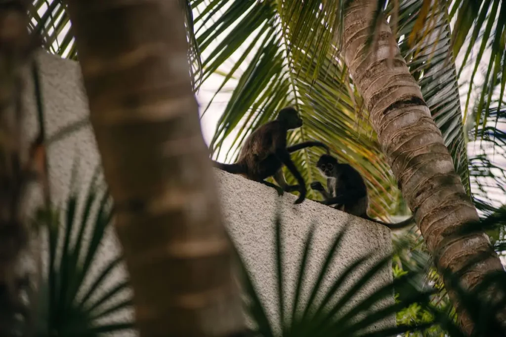 Monos en Maroma, A Belmond Hotel, Riviera Maya, el hotel más sustentable del mundo. 