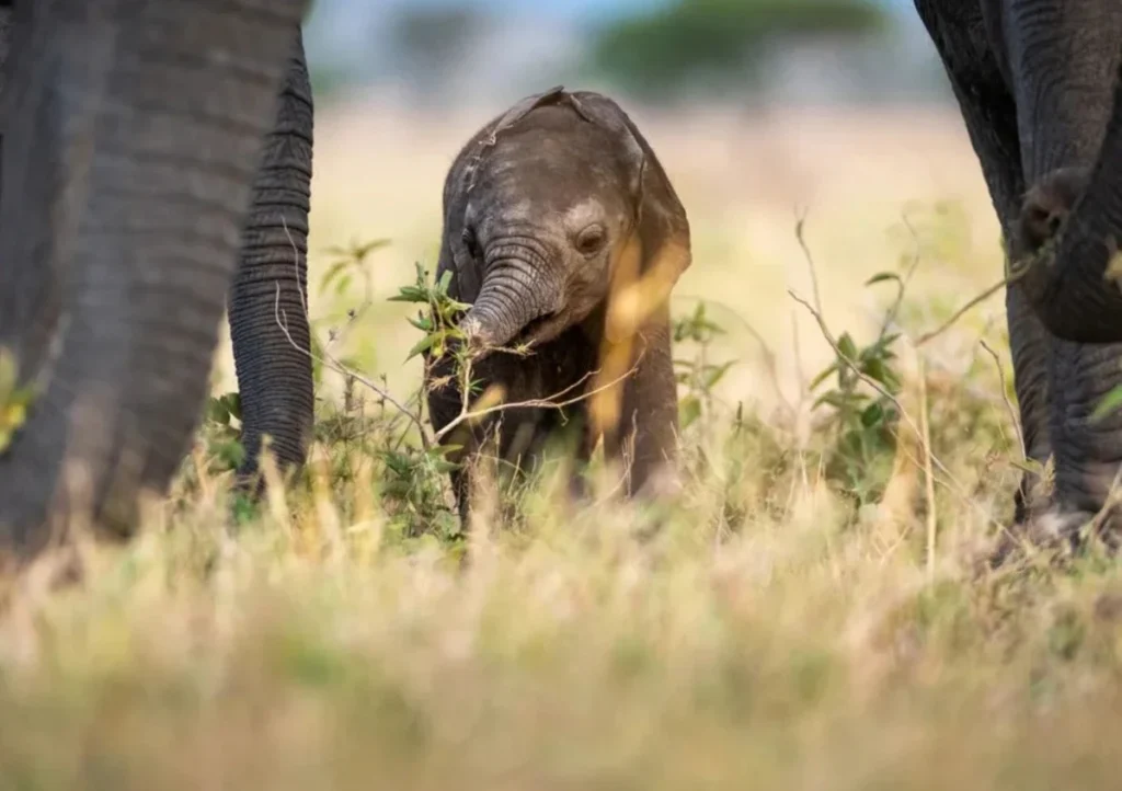 Elefante bebé en el Serengeti, Tanzania. / Cortesía Singita.