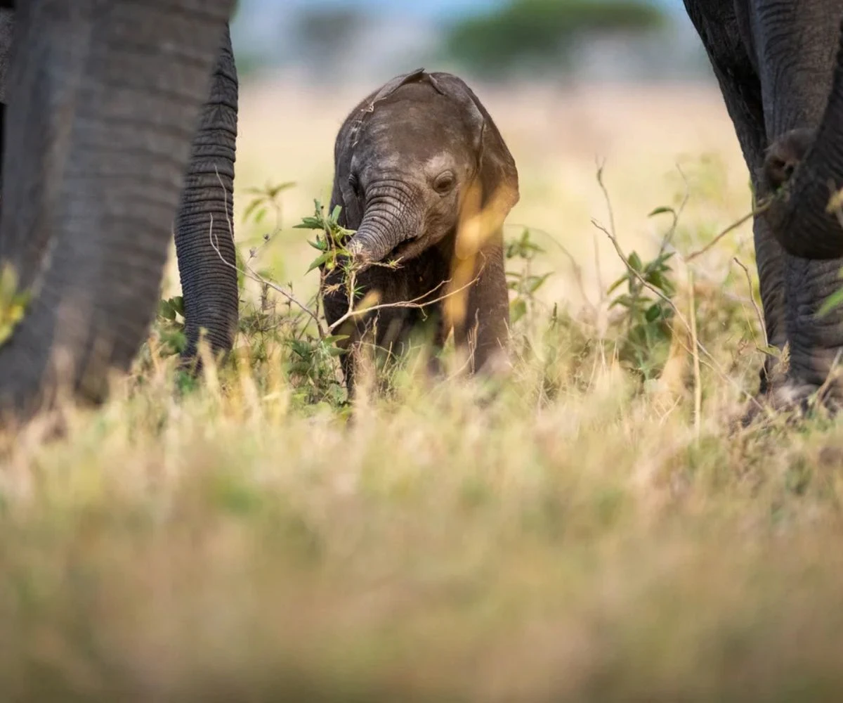 SINGITA-GRUMETI