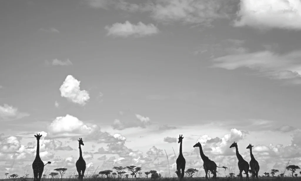 Jirafas en el Serengeti, Tanzania. / Cortesía Singita.