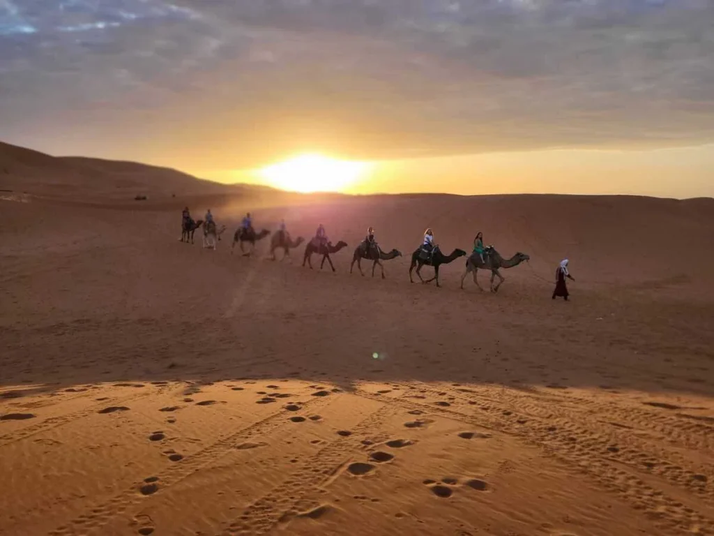 Dromedarios en el Sahara de Marruecos.