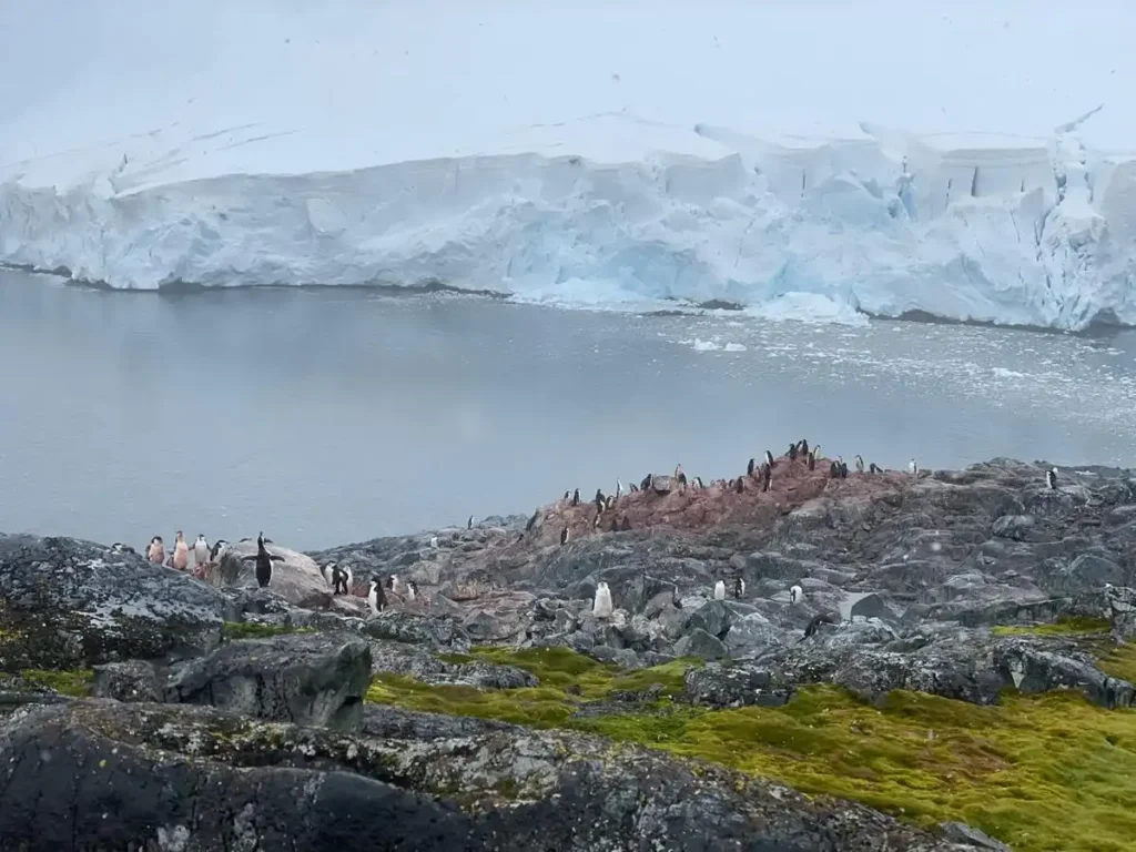 Paisaje con pingüinos en la Antártida.