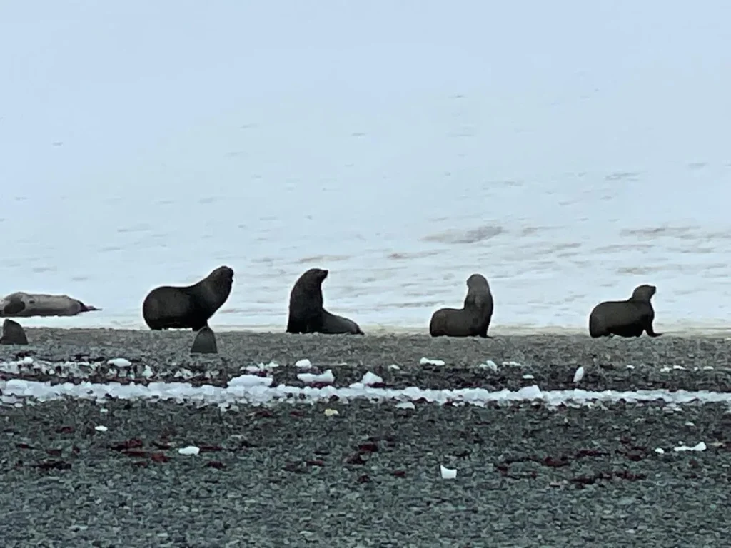 Focas en la Antártida.