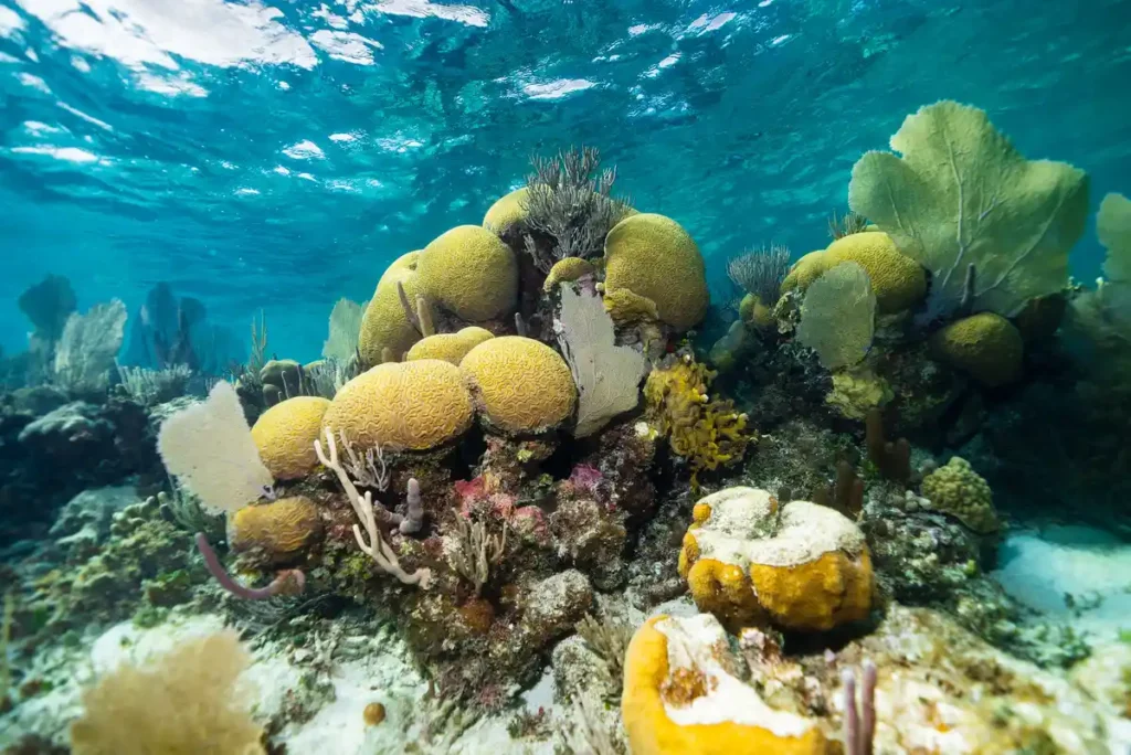 Hotel Turtle Inn, hoteles sustentables en Belice. 