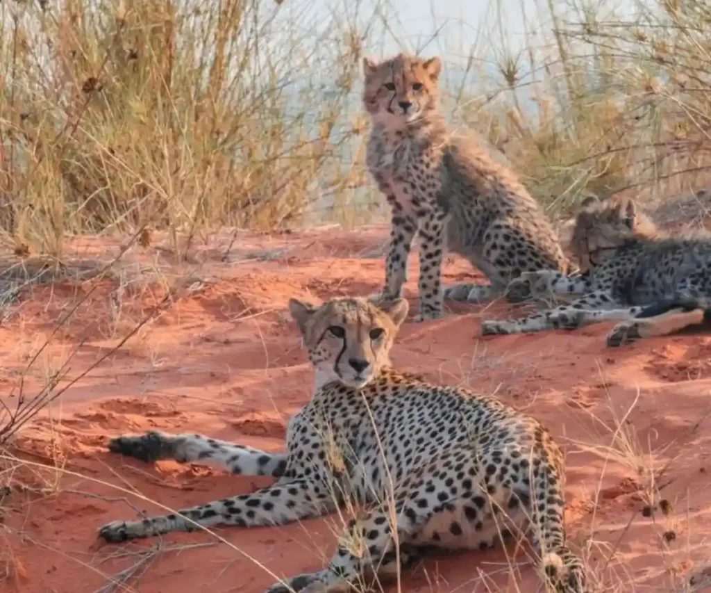 Luna de miel en Sudáfrica