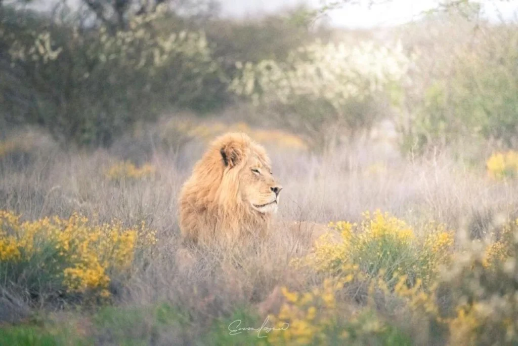 León en en Krueger Park, luna de miel en Sudáfrica.