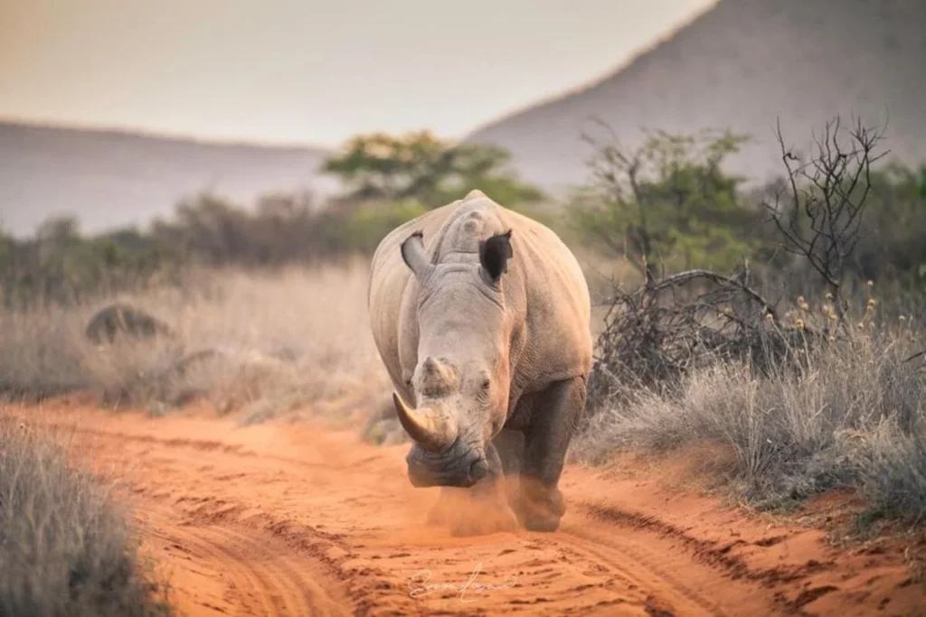 Rinoceronte en Krueger Park, luna de miel en Sudáfrica.